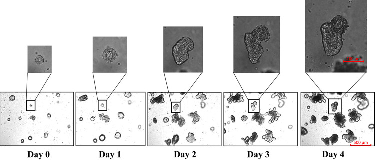 FIG 1