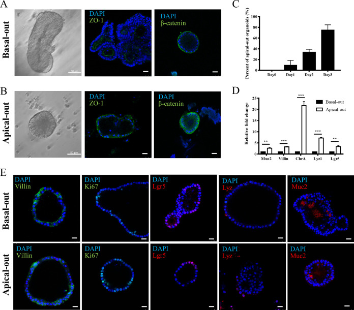 FIG 2