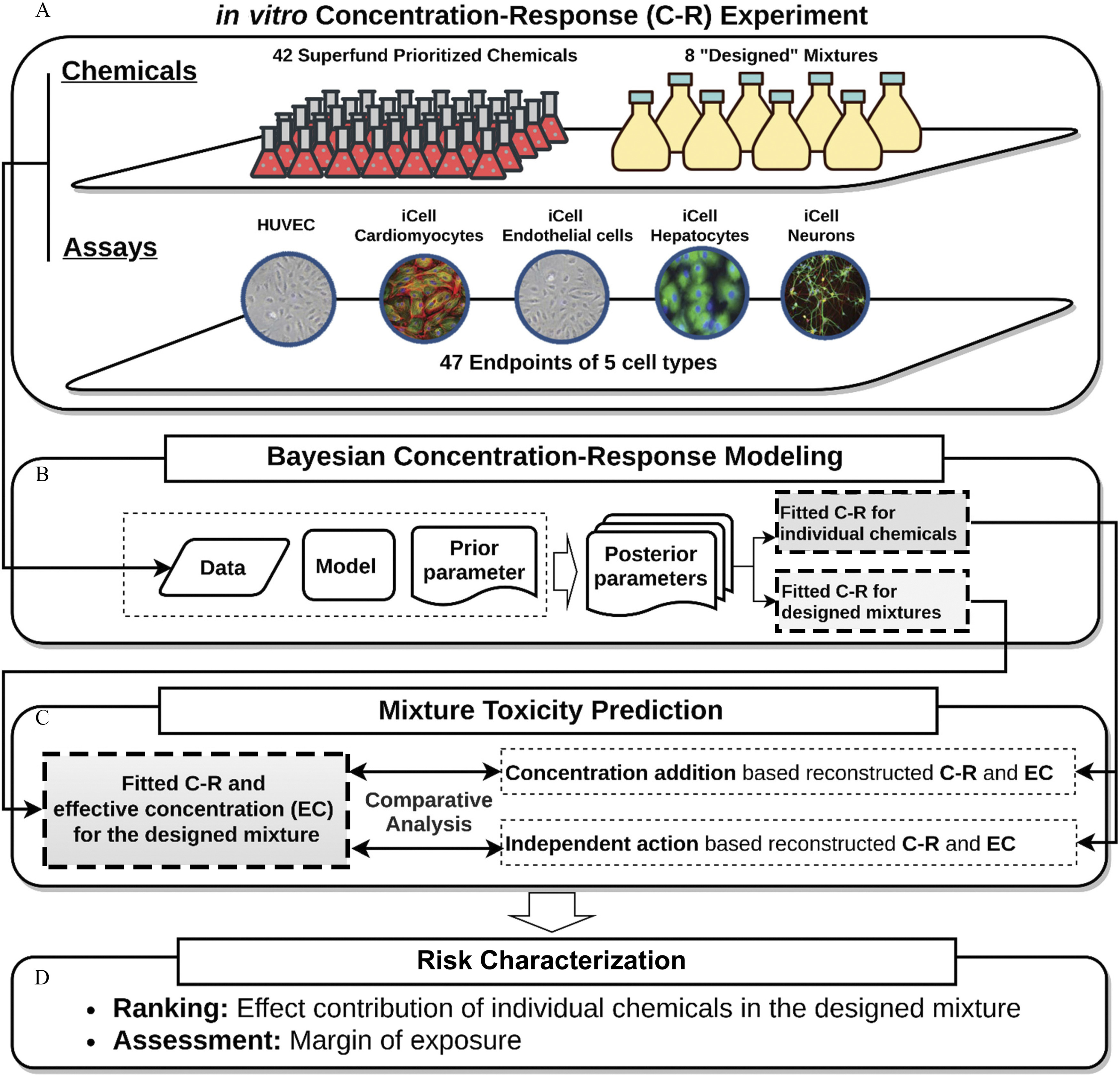 Figure 1A is a schematic diagram titled in vitro Concentration-Response experiment comprising two elements, namely, Chemicals and Assays. Chemicals consists 42 superfund Prioritized chemicals and 8 designed mixtures, and assays consists 47 endpoints of five cell types, namely, HUVECs, iCell Cardiomyocytes, iCell Endothelial cells, iCell Hepatocytes, and iCell Neurons. Figure 1A is connected to Figure 1B, which is a schematic diagram titled Bayesian Concentration-Response Modeling, comprising a set of data, Model, and prior parameter; this set is connected to posterior parameters, which lead to fitted concentration-response for individual chemicals and fitted concentration-response for designed mixtures. Figure 1C is a schematic diagram titled Mixture Toxicity Prediction, comprising fitted concentration-response and effective concentration for the designed mixture; the comparative analysis of which is bidirectionally connected to concentration addition based reconstructed concentration-response and effective concentration and independent action based reconstructed concentration-response and effective concentration. Fitted concentration-response for individual chemicals is connected to concentration addition based reconstructed concentration-response and effective concentration and independent action base reconstructed concentration-response and effective concentration and fitted concentration-response for designed mixtures is connected to fitted concentration-response and effective concentration for the designed mixture. Figure 1C is leads to Figure 1D, which is a list titled Risk Characterization, comprising Ranking: Effect contribution of individual chemicals in the designed mixture and Assessment: Margin of exposure.