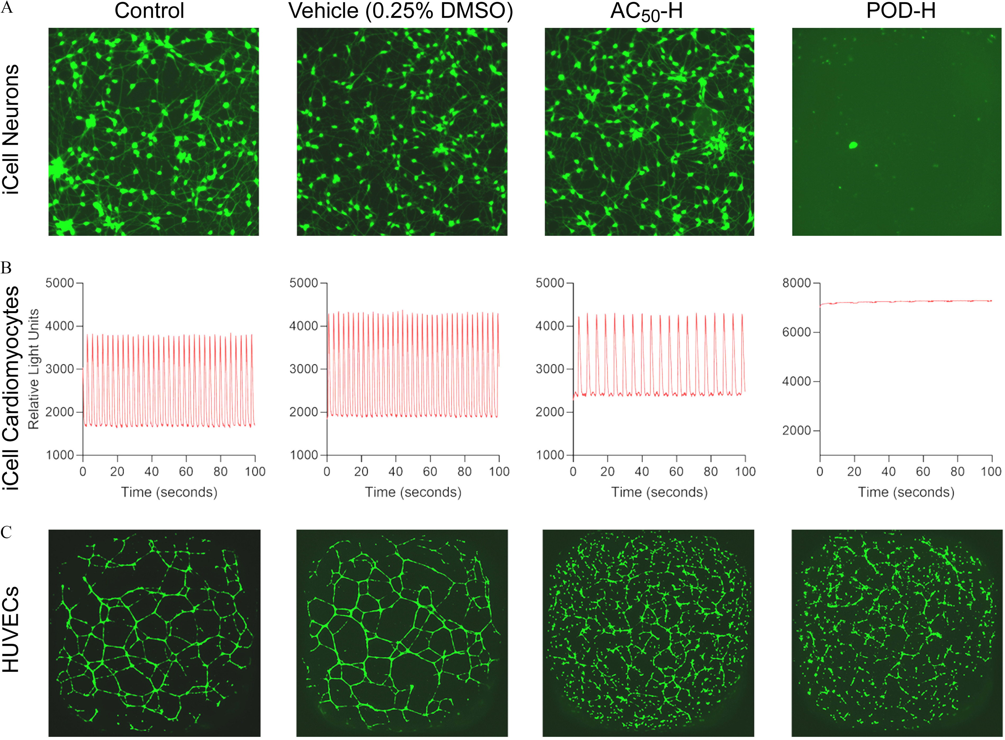 Figures 3A and 3C are sets of four bioactivity staining of iCell Neurons and HUVECs, namely, Control, Vehicle (0.25 percent dimethyl sulfoxide), active concentration at 50 percent uppercase h, and point-of detection uppercase h. Figure 3B is a set of four graphs titled Control, Vehicle (0.25 percent dimethyl sulfoxide), active concentration at 50 percent uppercase h, and point-of detection uppercase h, plotting iCell Cardiomyocytes Relative Light Units, ranging from 1000 to 5000 in increments of 1000 (y-axis) across Time in seconds, ranging from 0 to 100 in increments 20 (x-axis).