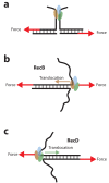 Figure 1—figure supplement 1.