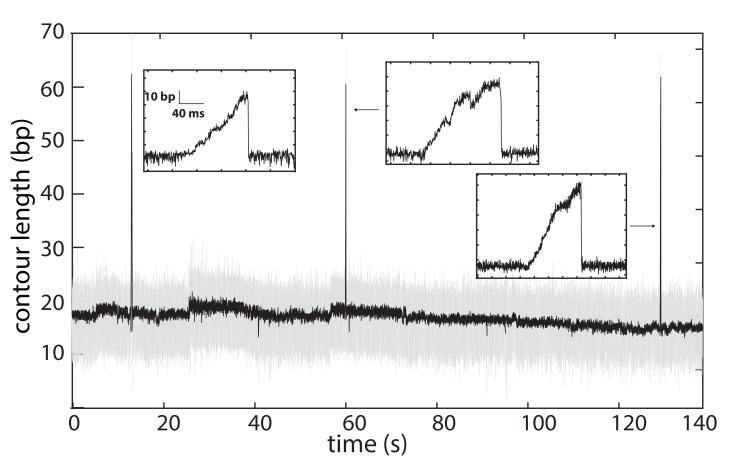 Figure 3—figure supplement 1.