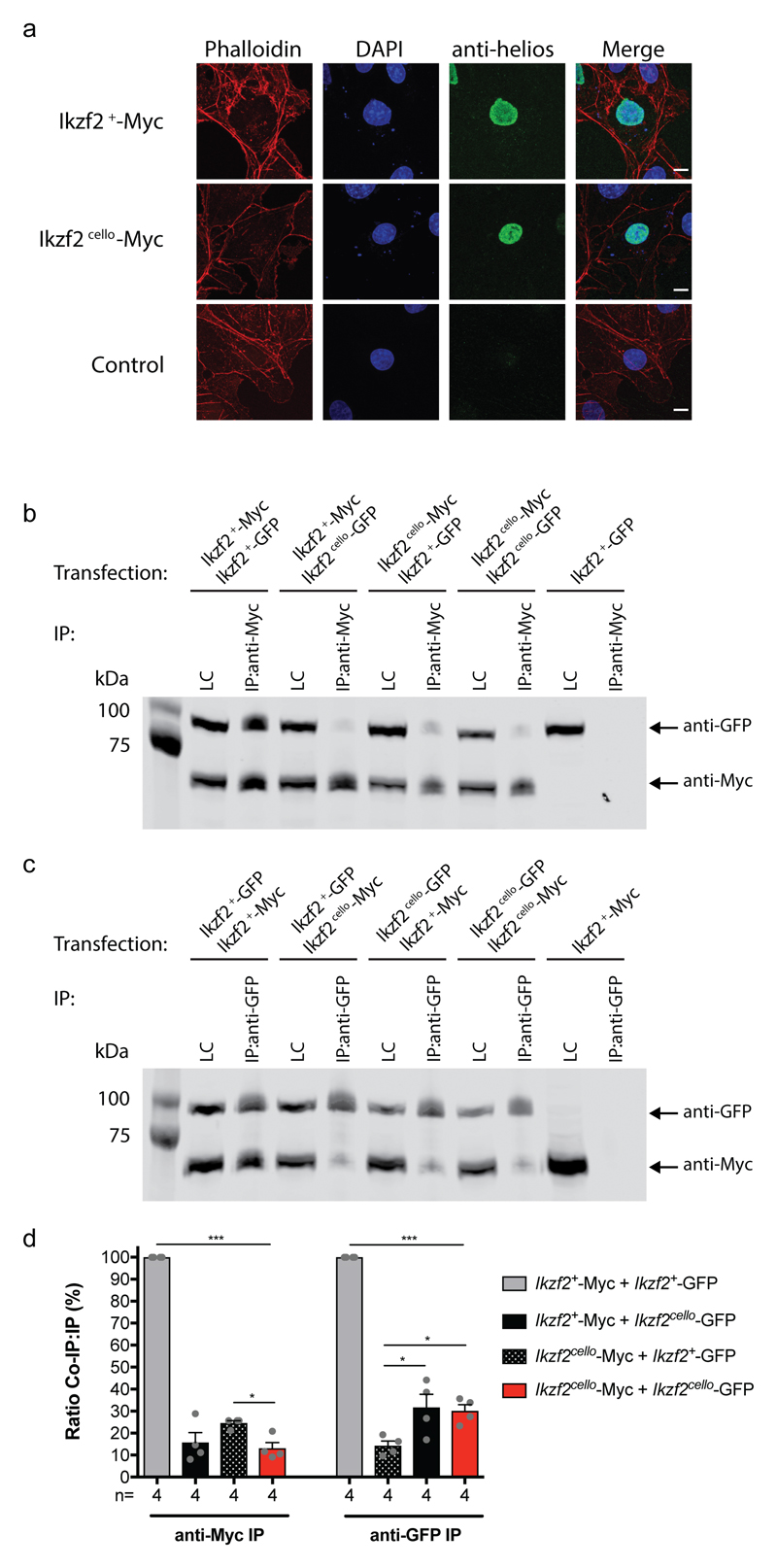 Ikzf2/helios is a key transcriptional regulator of outer hair cell ...