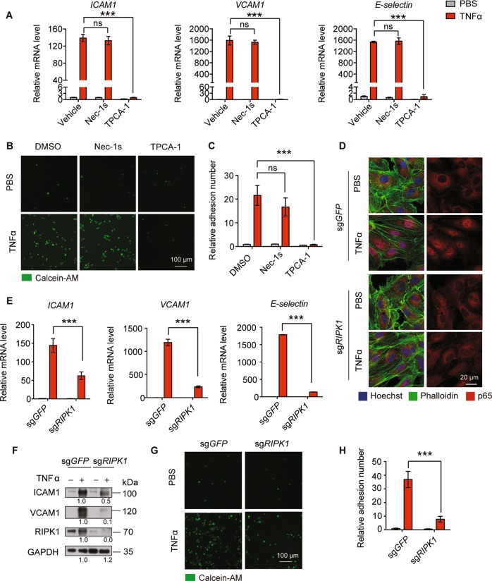 A necroptotic-independent function of MLKL in regulating endothelial ...