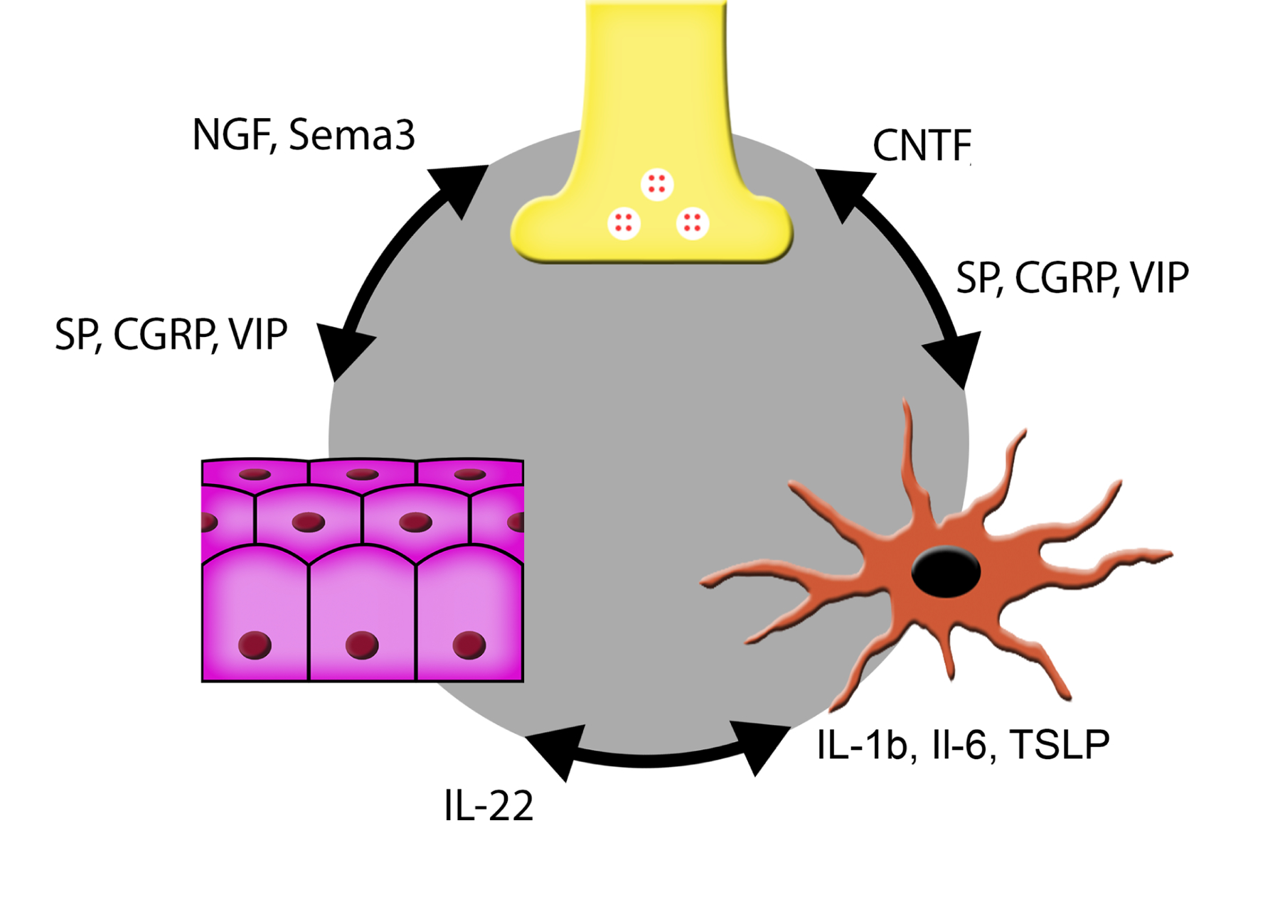 Figure 16.