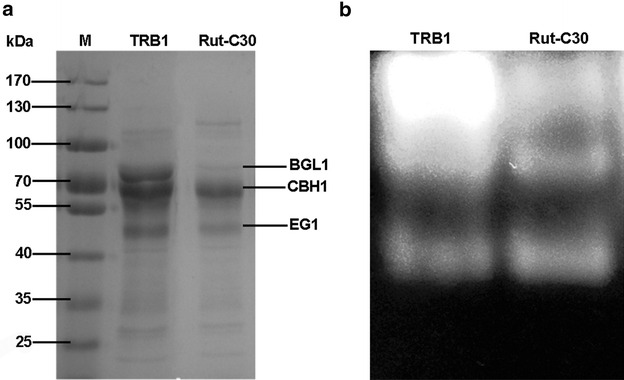 Fig. 6