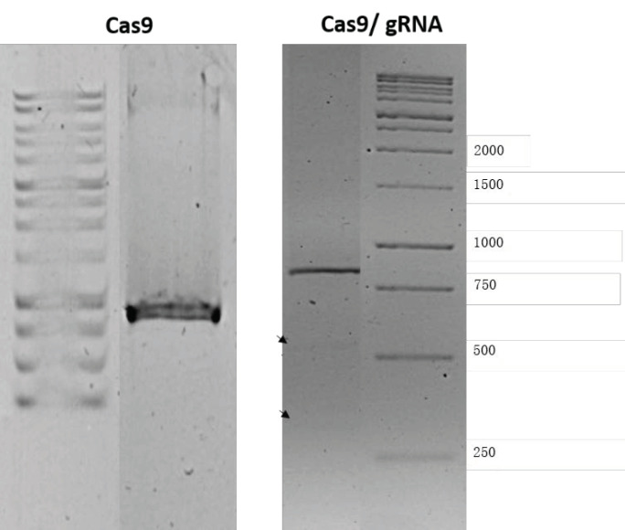 Figure 12