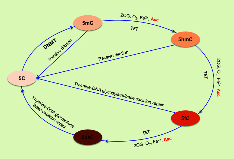 Fig. 1