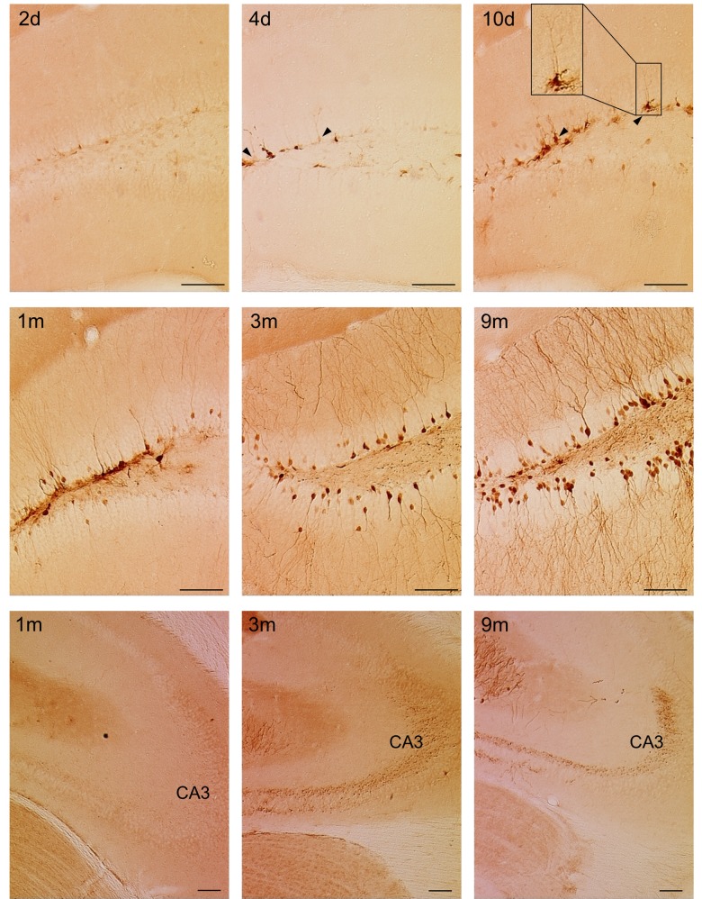 Fig 5