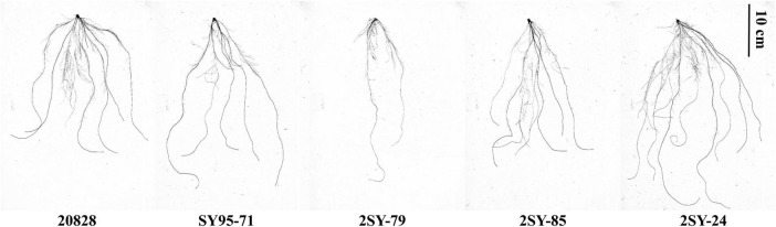 FIGURE 1
