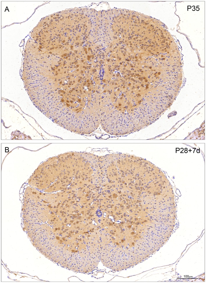 Figure 7