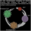 Graphical abstract