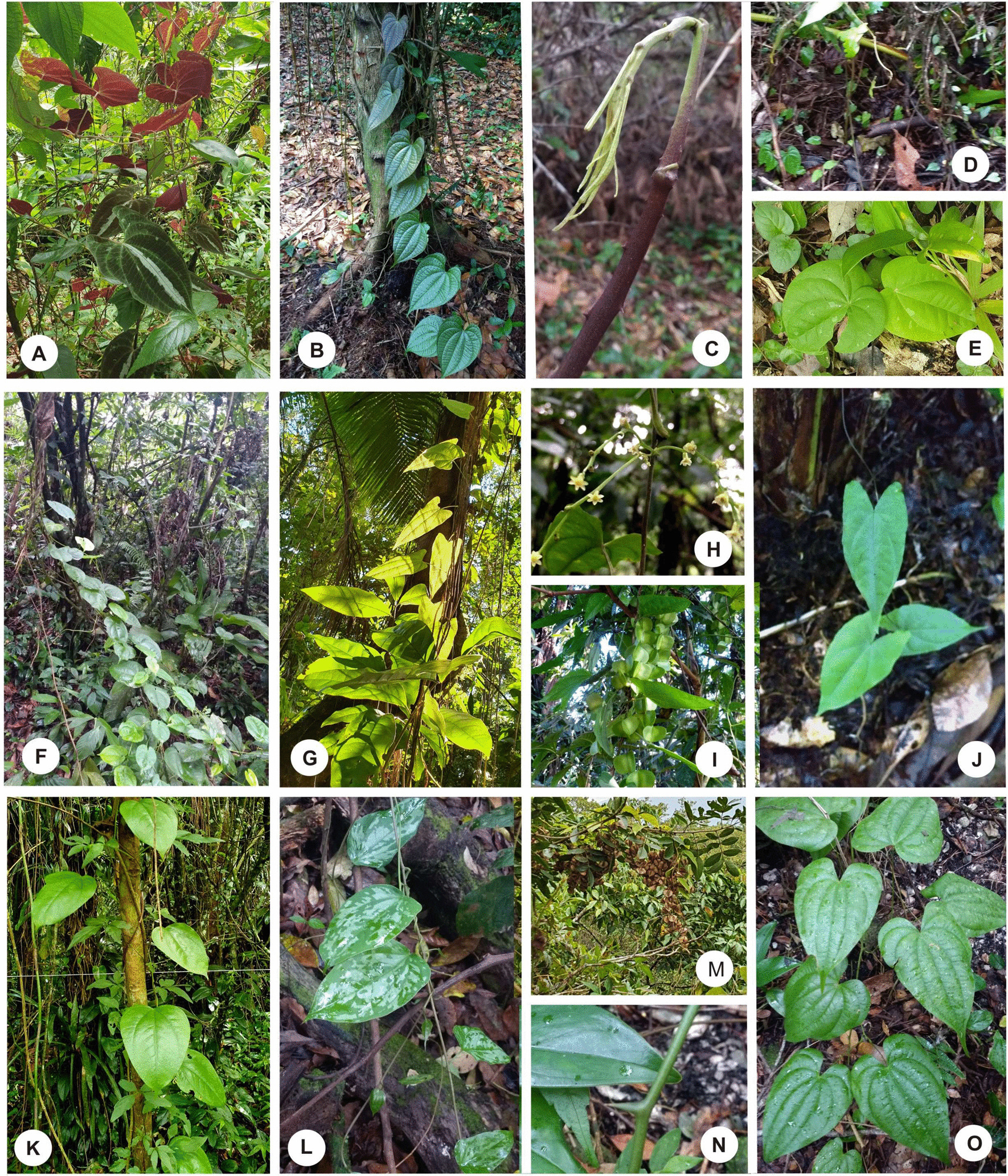 Fig. 3