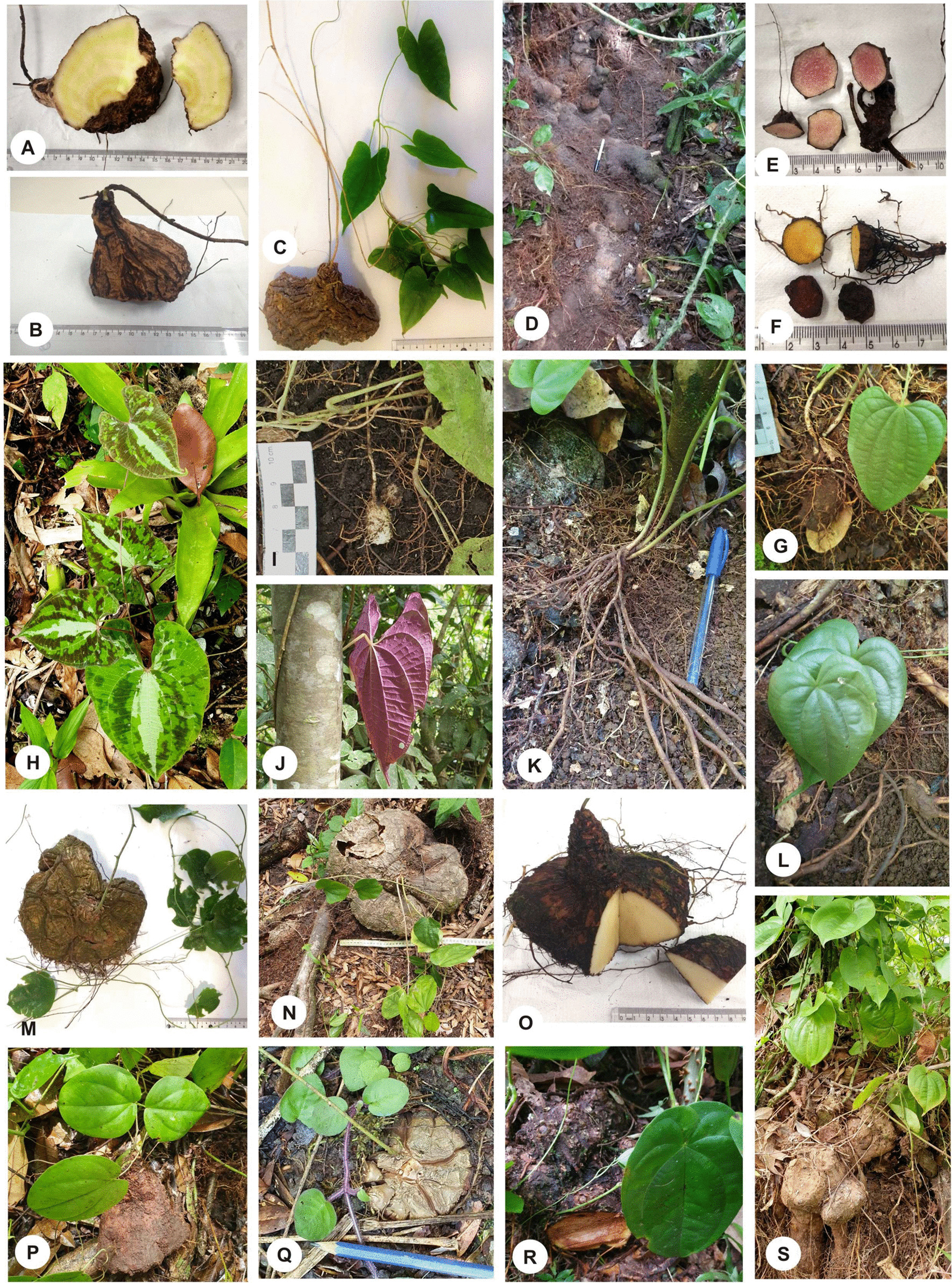 Fig. 4