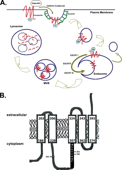 Figure 7.