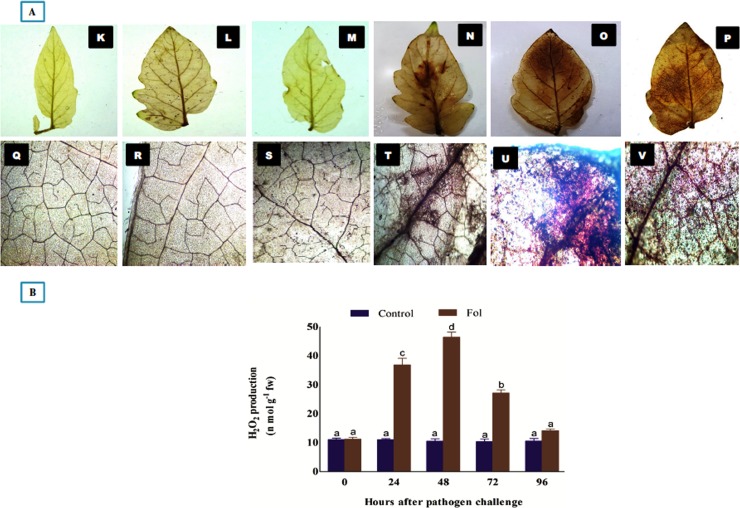 Fig 5