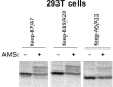 Figure 6—figure supplement 1.