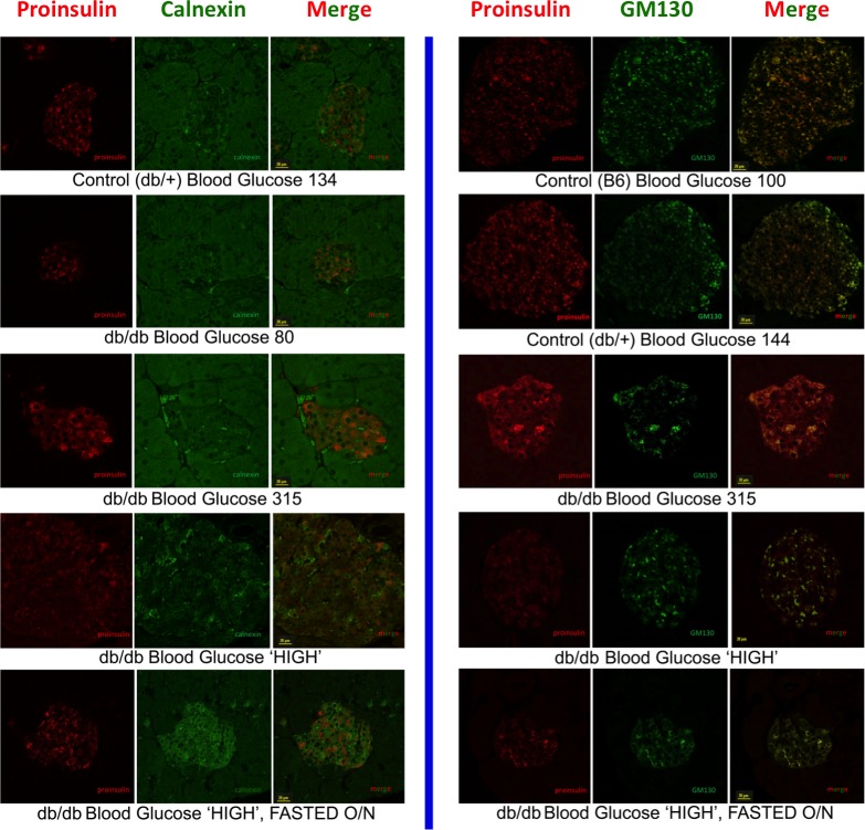 Figure 5—figure supplement 1.