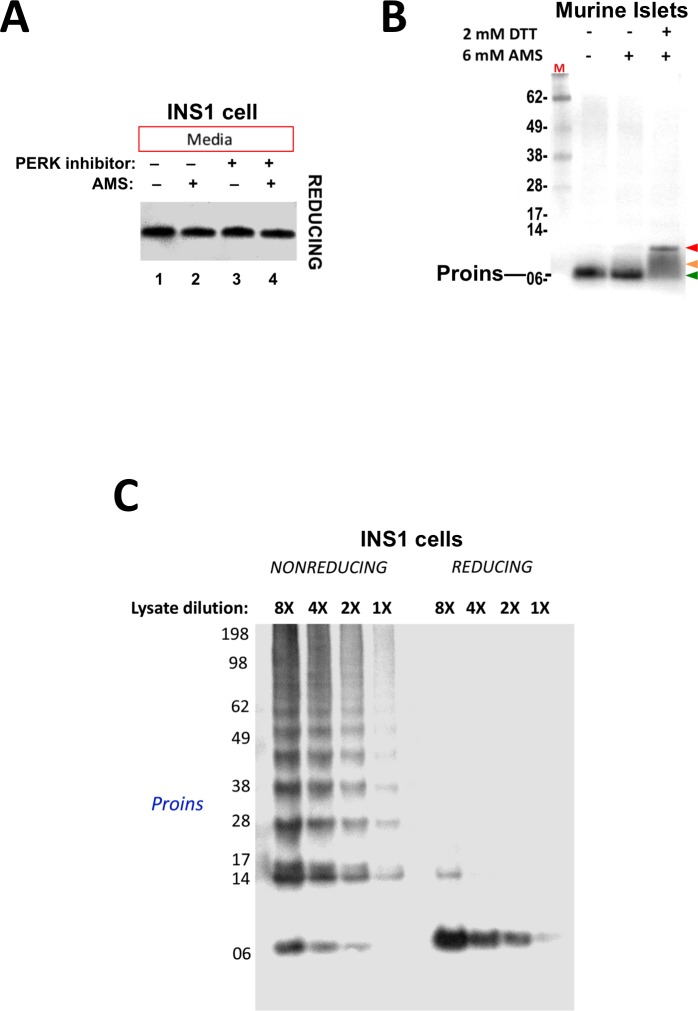 Figure 1—figure supplement 1.