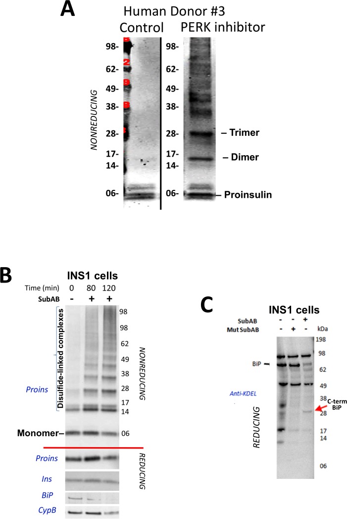 Figure 3—figure supplement 1.