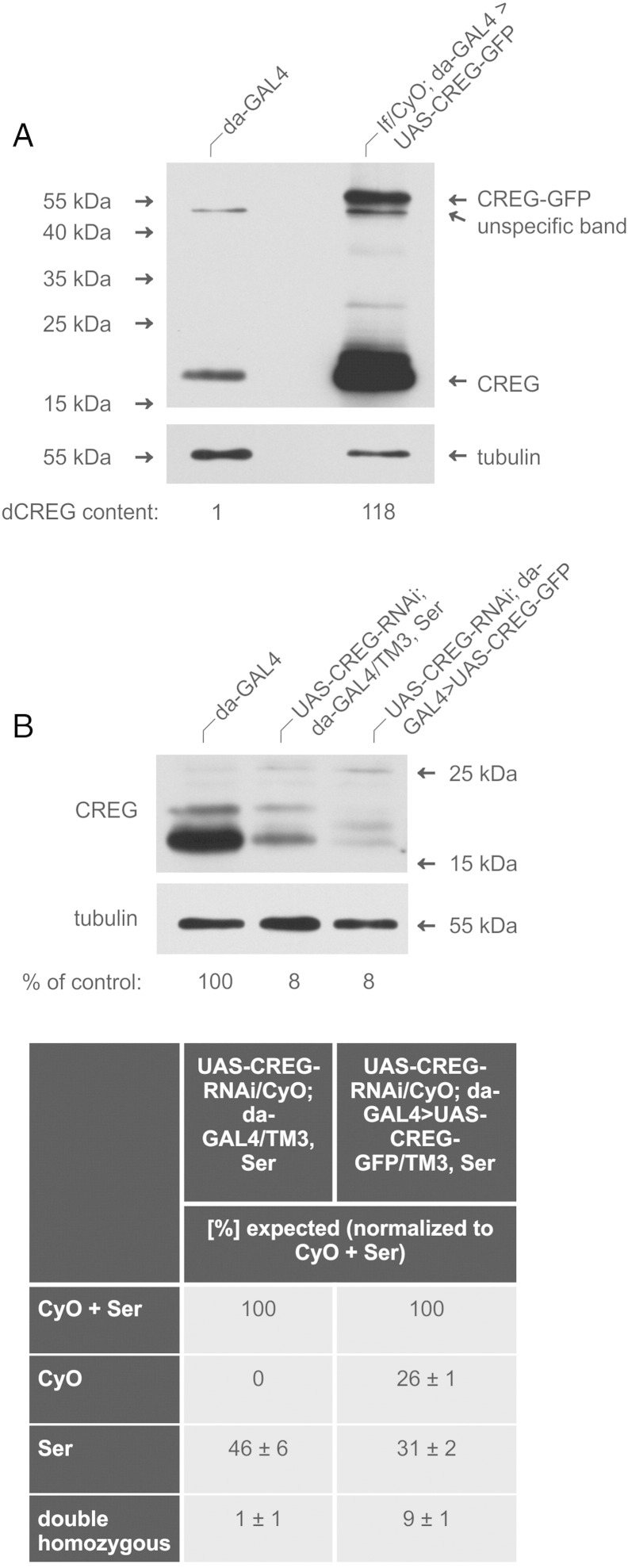 Fig. 8