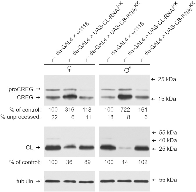 Fig. 6