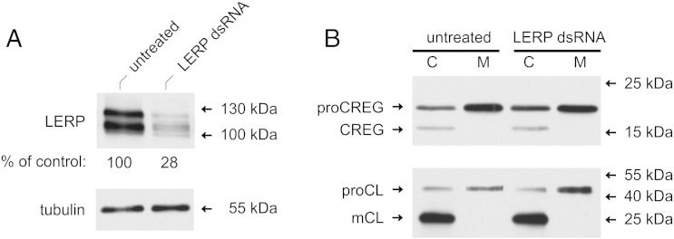 Fig. 5