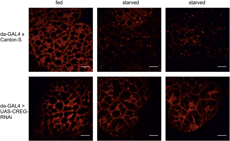 Fig. 9