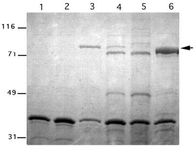 FIG. 6