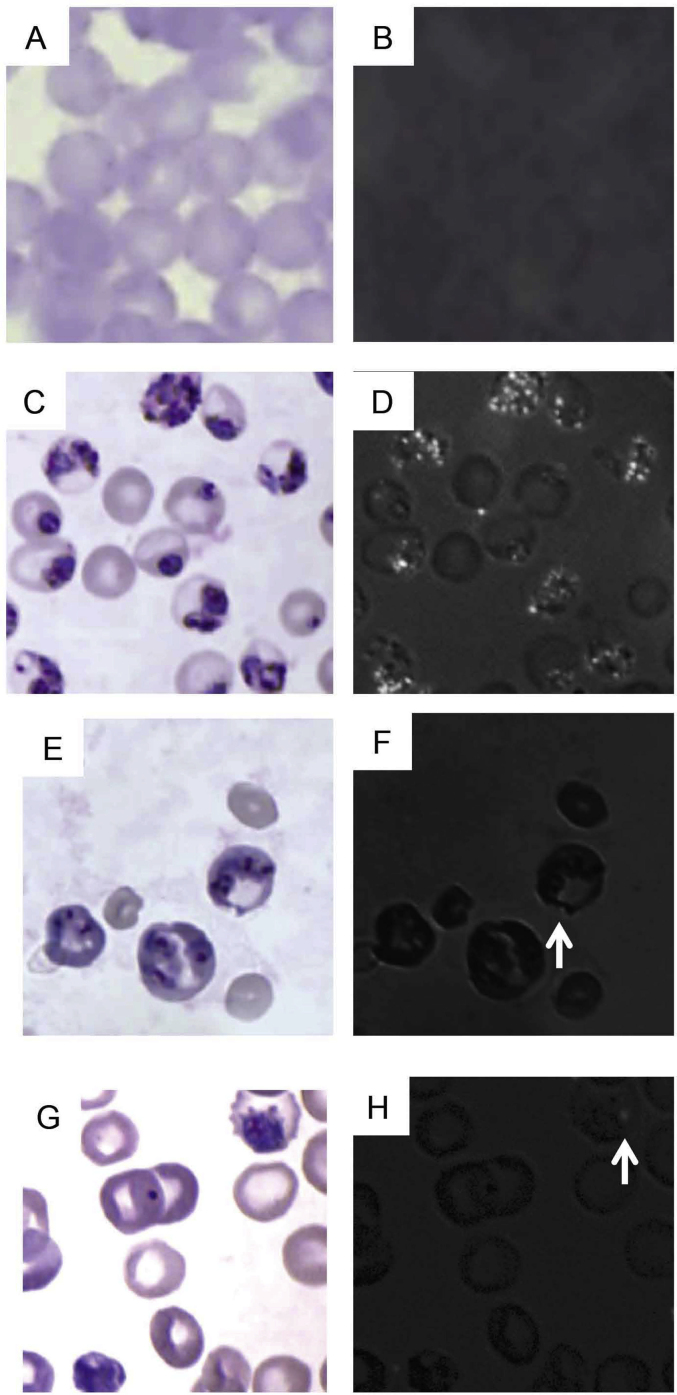 Fig. 1