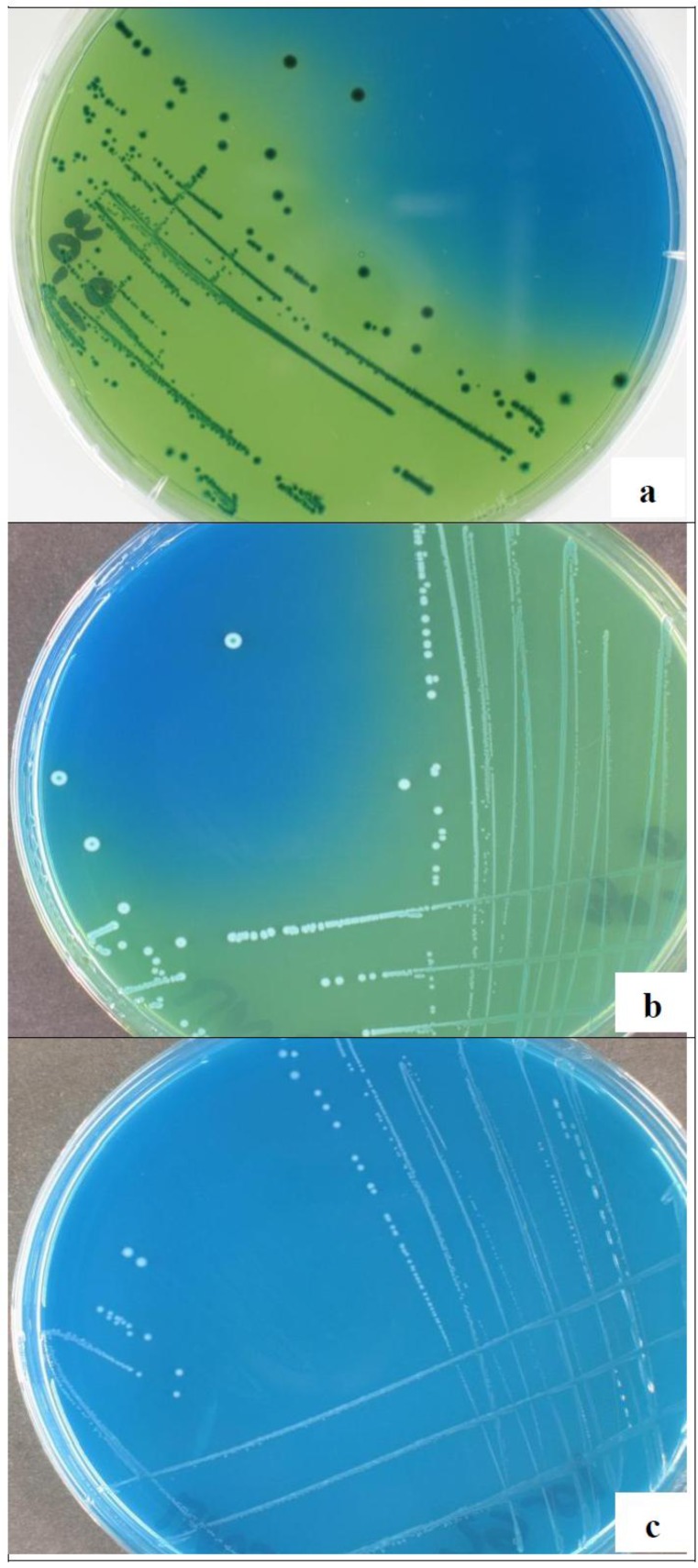 Fig. (4)