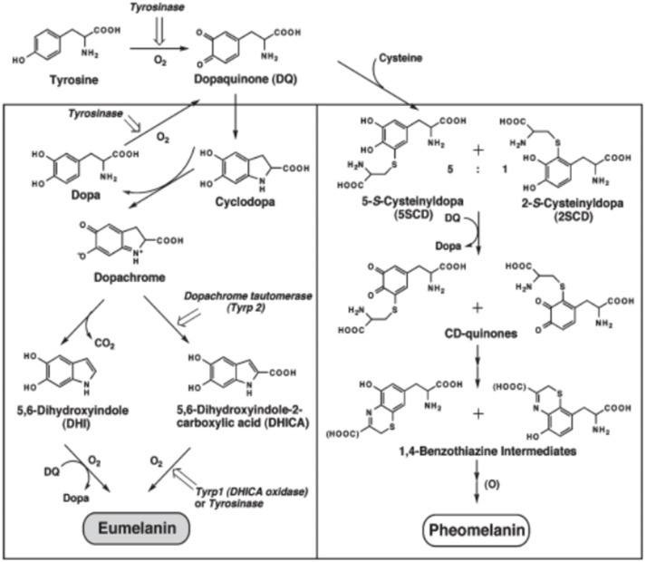 Scheme 2