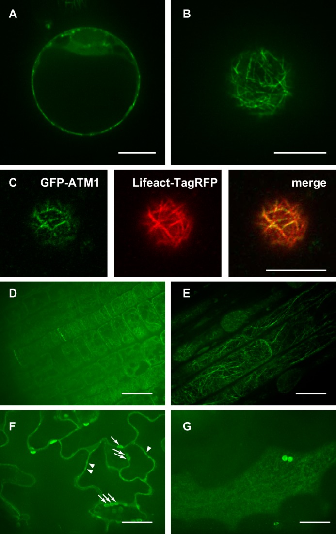 FIGURE 10.