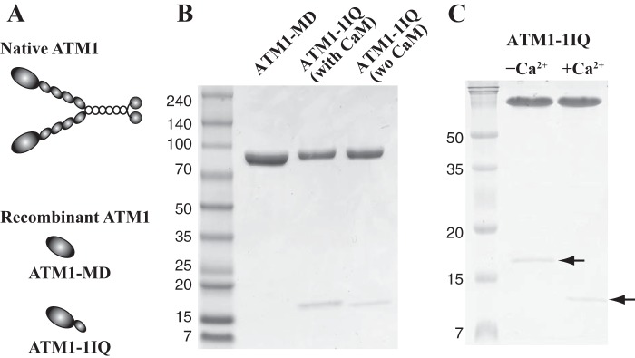 FIGURE 1.