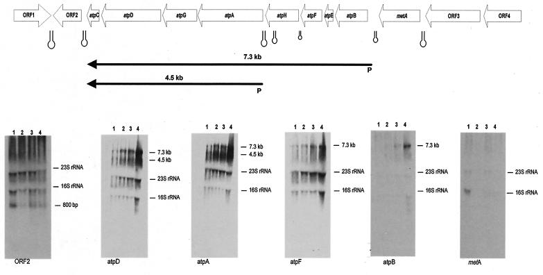 FIG. 2.