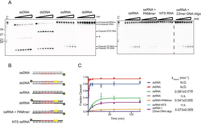 Figure 1—figure supplement 3.