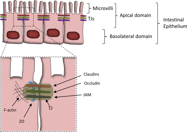 Fig. 2