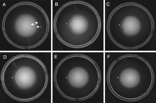 FIG. 4.