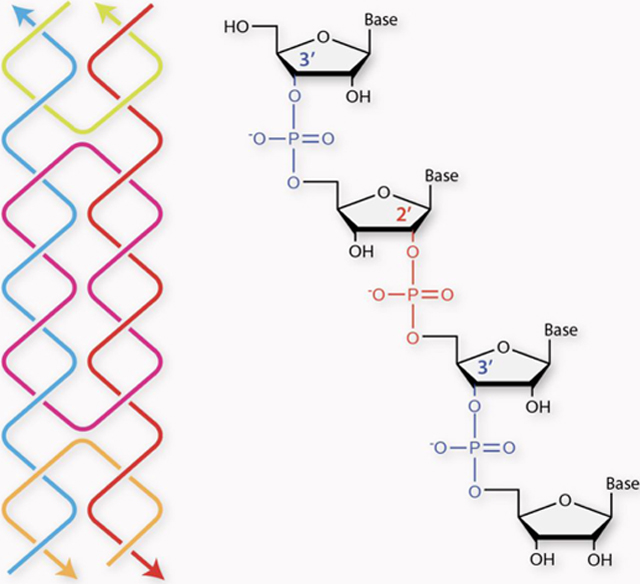 graphic file with name nihms-1640028-f0001.jpg