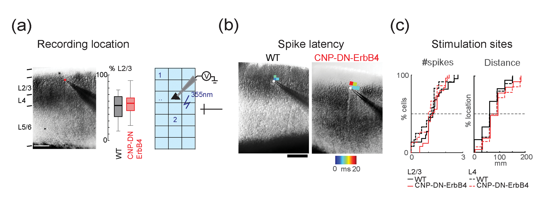 Figure 2: