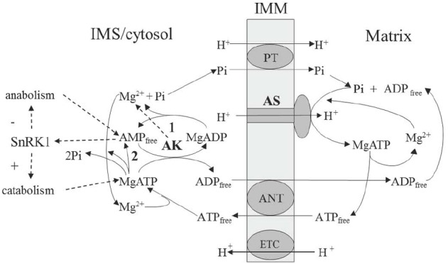 FIGURE 1