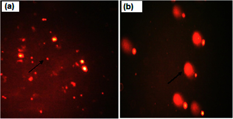 Fig. 10