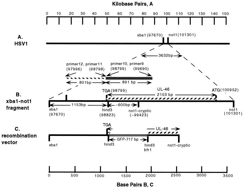 FIG. 1.