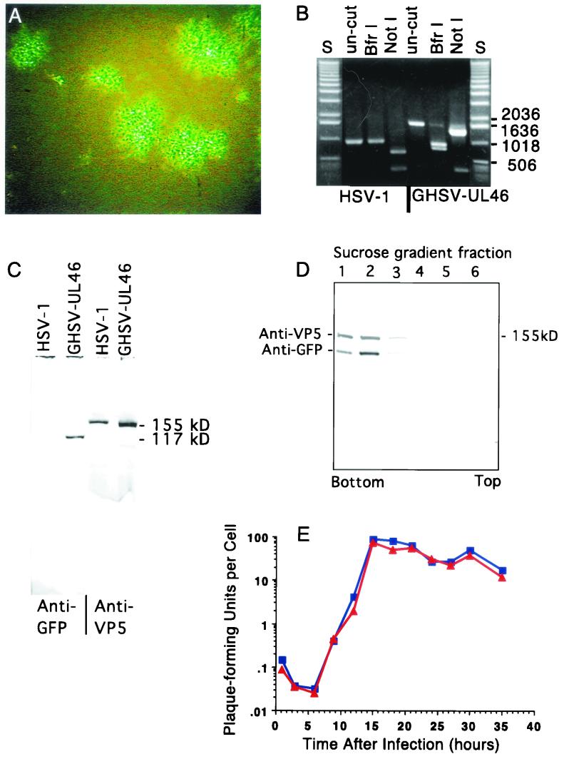 FIG.2.