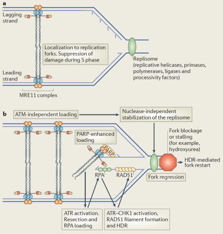 Box 1 | The MRE11 complex promotes HDR and replication fork stability