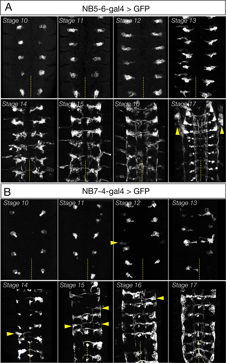 Figure 2—figure supplement 1.