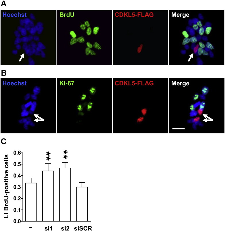 Fig. 3