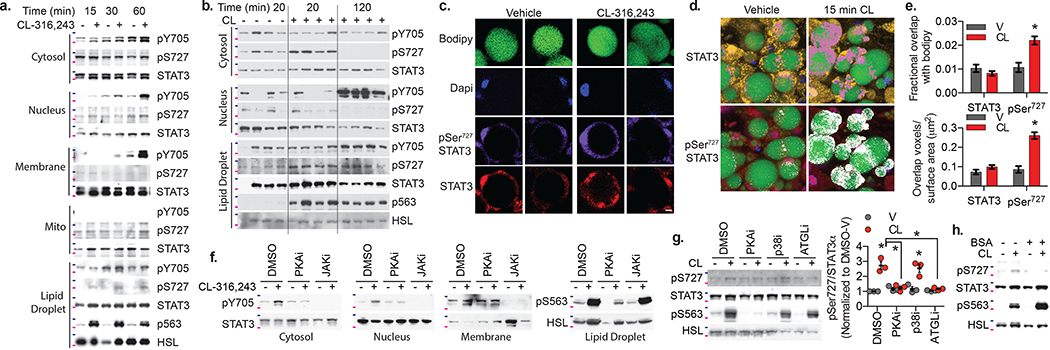 Fig. 2: