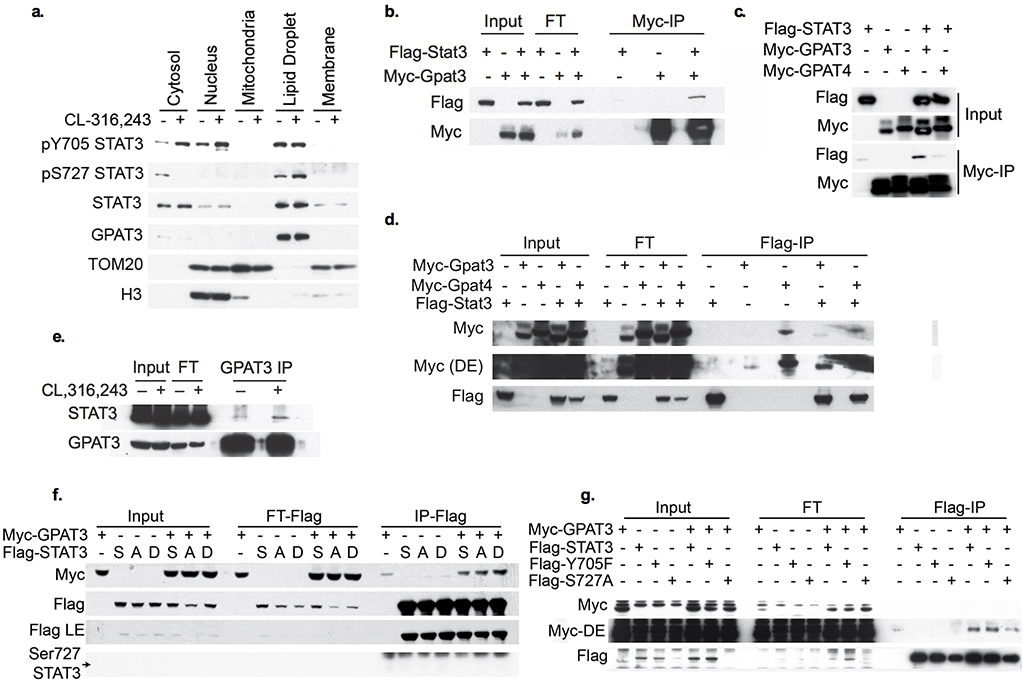 Extended Data Fig. 7: