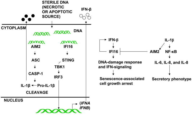 FIGURE 9